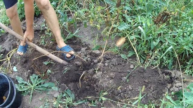 Выбираем лучший сорт картошки. Первый опыт..