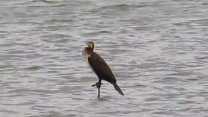 Коргалжынский заповедник