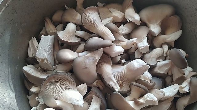 Light Version Маринованные Грибы Вешенка Рецепт от Возьми и Сделай Просто Быстро Вкусно смотреть онлайн