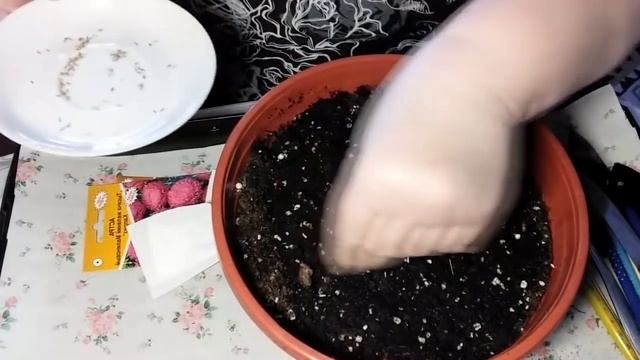 Букетный способ посева астр без пикировки