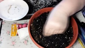 Букетный способ посева астр без пикировки