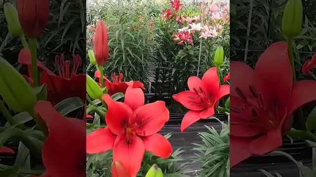 Lilia Azjatycka Lilium 'Red Highland' 🪴 Zobacz jak wygląda 🌱 - CEBULE które KWITNĄ -