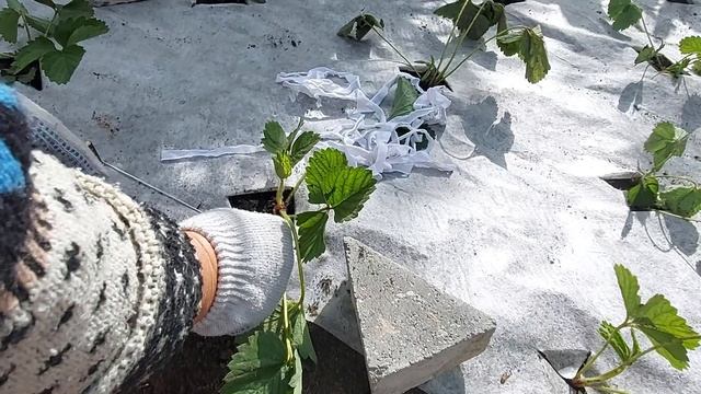 Упрощённое надёжное крепление спанбонда смотреть онлайн