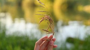 Ксения Лютаева-Кони (Анна Пингина)