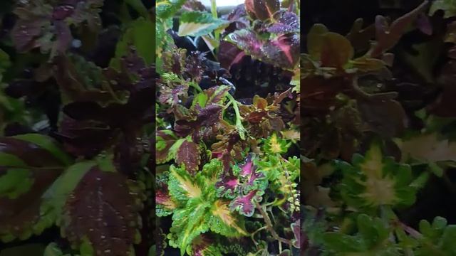 Колеусы до весны #колеус #колеусы #весна #растения #цветы #сад #укоренение #черенкование #черенки смотреть онлайн