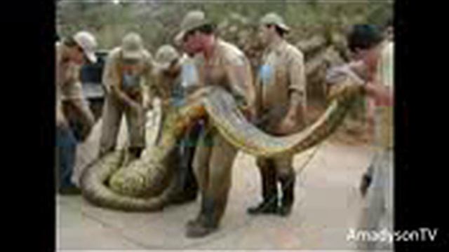 Анаконда Самая большая змея в мире смотреть онлайн