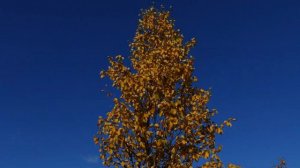 Мурманск. Сопка Зелёный мыс осенью.