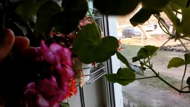 Гиппеаструм Elvas,гераньVancouver Centennial и другие. # комнатные цветы.# гиппеаструм #клеродендру смотреть онлайн