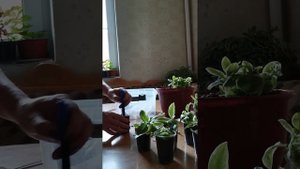Аптения вариегатная. Уход, пересадка, размножение.