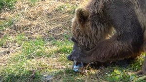 Difference Between Grizzly Bears, Brown Bears, and Kodiak Bears - Alaska Bears