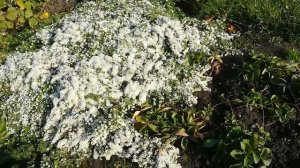 АСТРА ВЕРЕСКОВАЯ "Снежное облако"