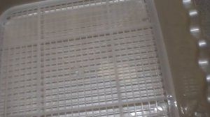 Собачий ЛОТОК С БОРТАМИ.