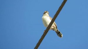 Winding Cisticola Cisticola galactotes