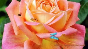 Роза чайно-гибридная Большой (rose hybrid tea bolchoi) ? обзор: как сажать, саженцы розы Большой
