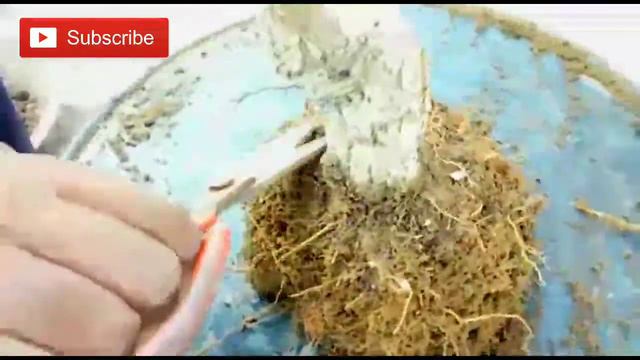 Old Bougainvillea Converted Into Bonsai | Bougainvillea Bonsai Repotting смотреть онлайн