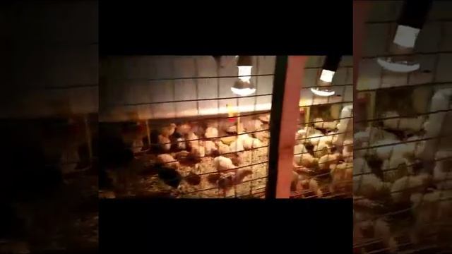 Где живут маленькие перепела? смотреть онлайн