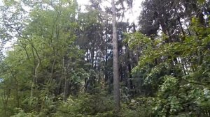 прогулка по лесу летом. Walk in the forest in summer