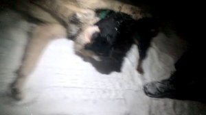 Ягдтерьер против Алабая