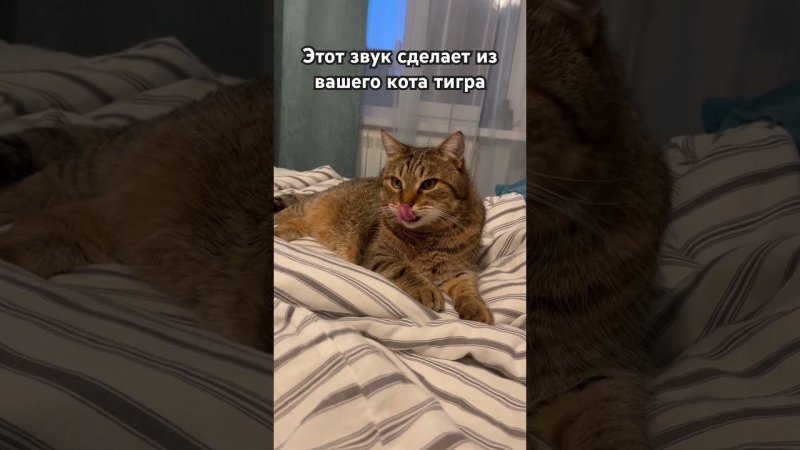 Этот звук разозлит твоего кота#cat #catsounds #cute #angrycat #animals #catlover