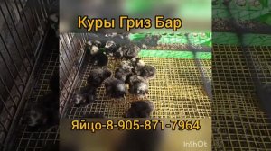 яйцо,цыплята куры Гриз бар