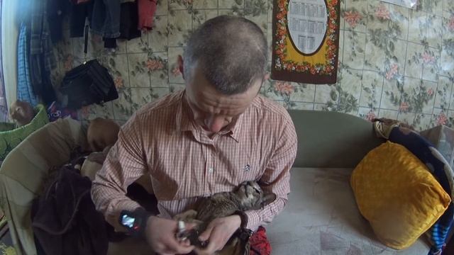 Как правильно обрезать когти коту  Как подстричь когти кошке