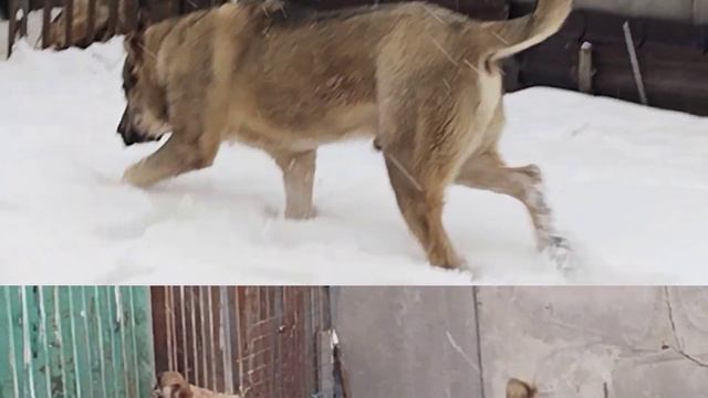 #volkodav#кавказскийволкодав#Гыдык#Gydyk#Caucasian Wolfhound