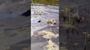 Ловим раков на Парше