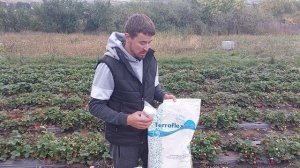 Подкормки клубники ремонтантных сортов. Сделайте питание максимально эффективным!
