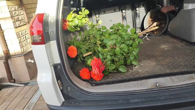 VLOG купили штамбовую розу. Пришли по почте гейхеры