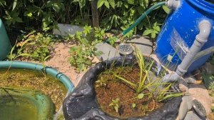 Декоративный пластиковый пруд на даче с аквариумными рыбками