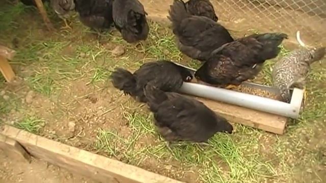 Содержание Кур в Теплице ... мой метод смотреть онлайн