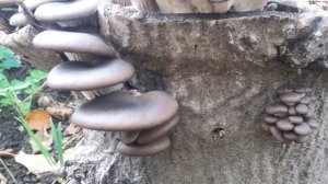 Вешенки на пне у нас в саду!