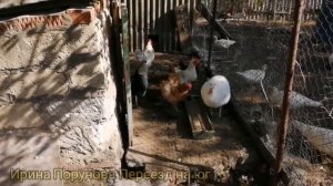 Какие куры самые выгодные/мало помета/много яиц/Дом в Краснодарском крае/ Жить на юге России