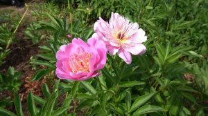 Пион «Бетти Грофф» (Betty Groff) — Креклер, 1958, США.