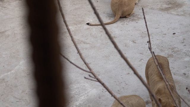 Львиная молодежь стали шикарными КРАСАВЦАМИ! смотреть онлайн