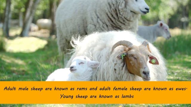 Sheep Facts for Kids  Interesting Amazing Facts about Sheep for Children