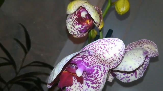 Последняя посылка в этом году (я так думаю 🙄🙄🙄). Аська чудит с ёлкой 😅🎄 смотреть онлайн