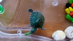 Черепашка желтоухая декоративная  Love is...