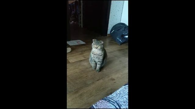 Котики #27 Милые и смешные котики  #коты и елки #приколы #коты 2021#смешные  коты #funnycats #кошки