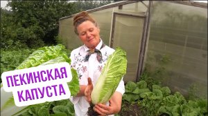 Сорта пекинской капусты