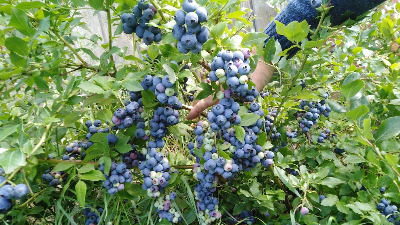 Посадка ГОЛУБИКИ. Показываю плодоносящие кусты, посаженные таким способом.