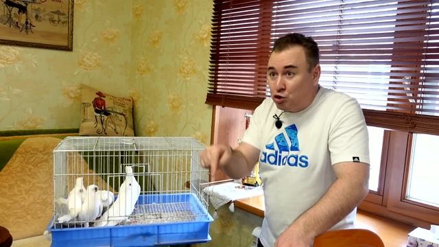 Поездка в Рязань за голубями смотреть онлайн