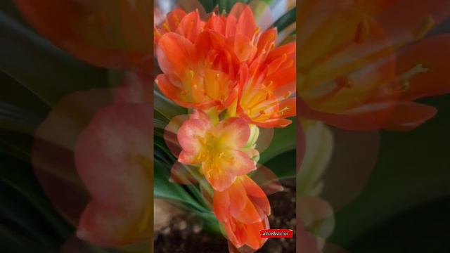 Blooming Clivia miniata 盛开的君子兰 #flowers