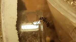 Lasius Niger большая колония | Намеренное кормление муравьёв