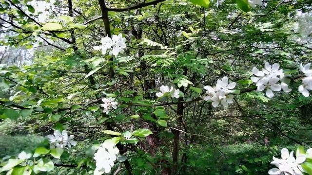 Обзор частного леса. Купили лес, а там живут... смотреть онлайн