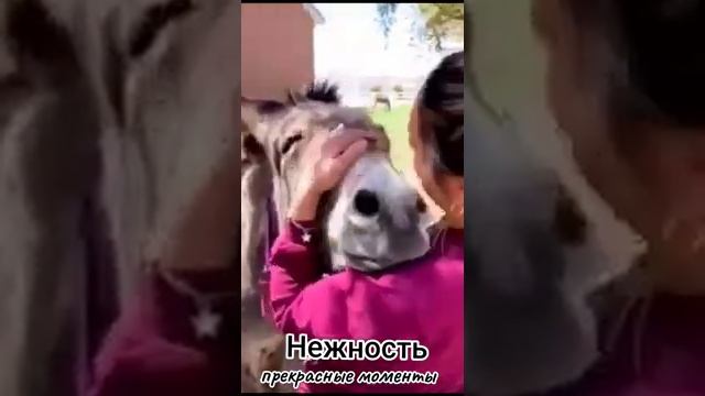 ? НЕЖНОСТЬ! Прекрасные моменты. Трогательное видео.