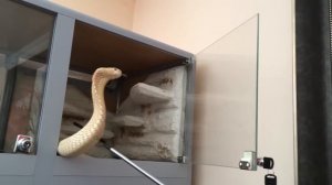 БелаЯ кобра