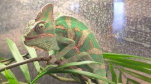 Хамелеон (6 месяцев) ест сверчка - Chameleon’s eating (6 months) Хамелеон їсть цвіркуна