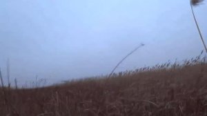 Камыши. Камыши. Камыши. Охота на кабана в сложных условиях.