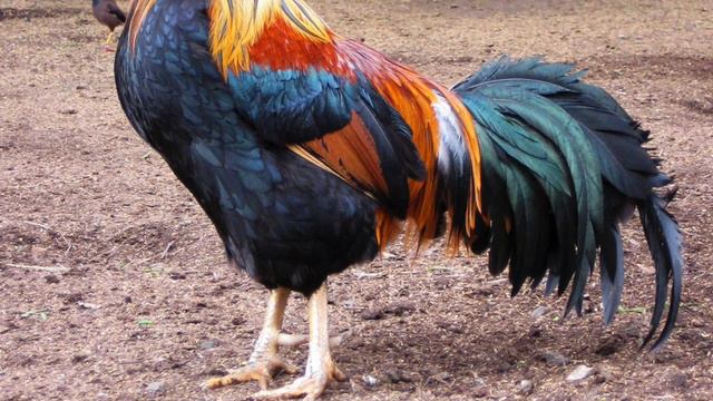 Is The Chicken Kosher смотреть онлайн